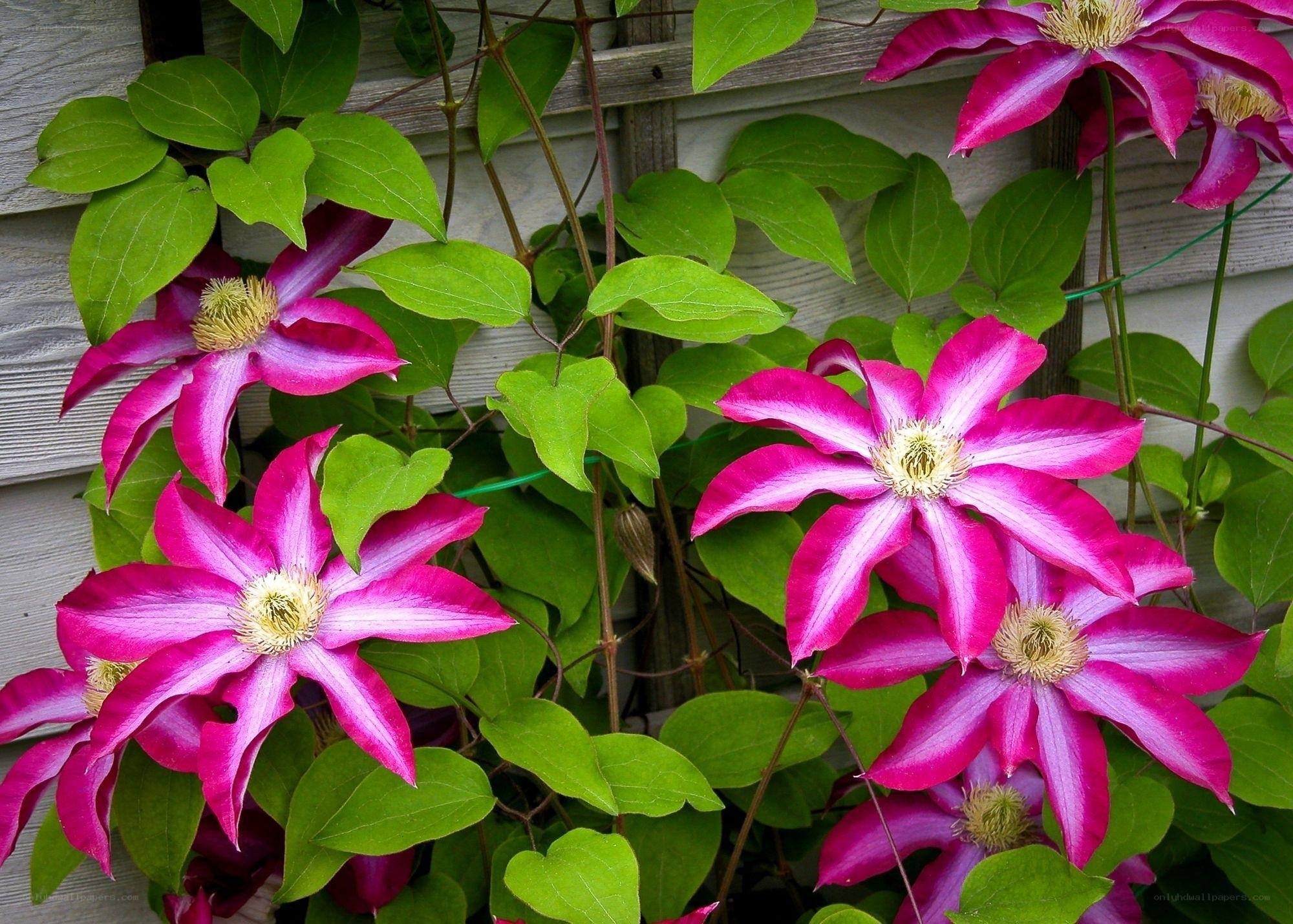 vibrant clematis flowers