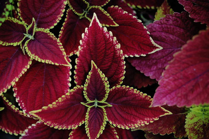 vibrant coleus leaves