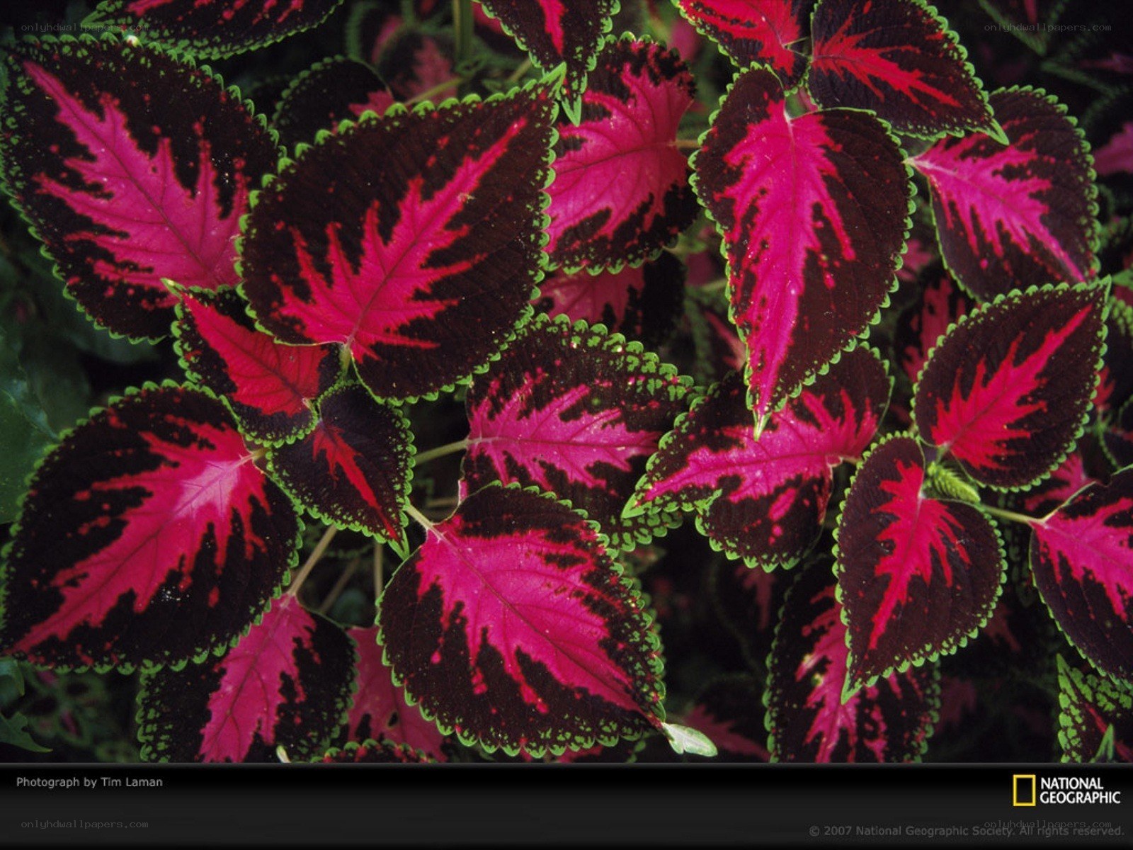 vibrant coleus plant leaves