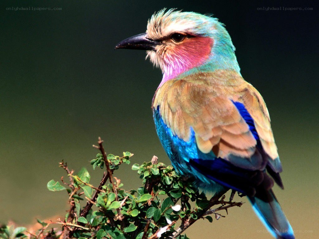 vibrant colorful bird perched