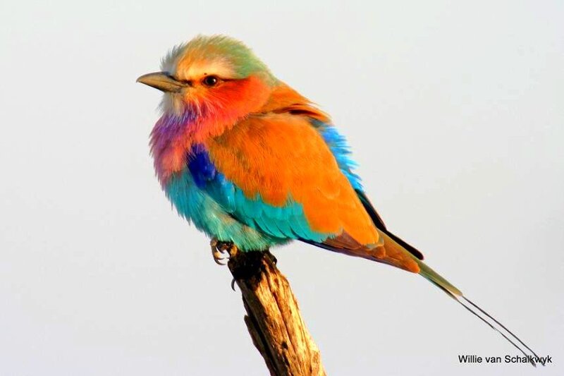 vibrant colorful bird perched