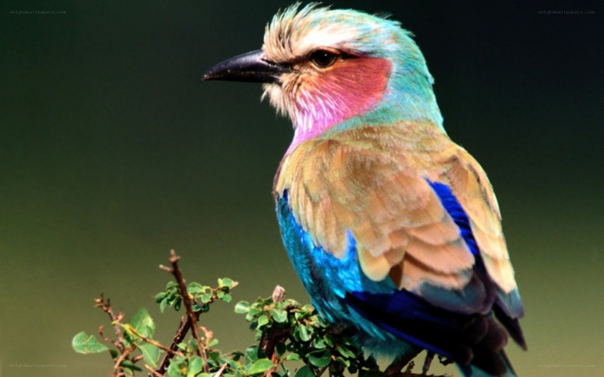 vibrant colorful bird perched