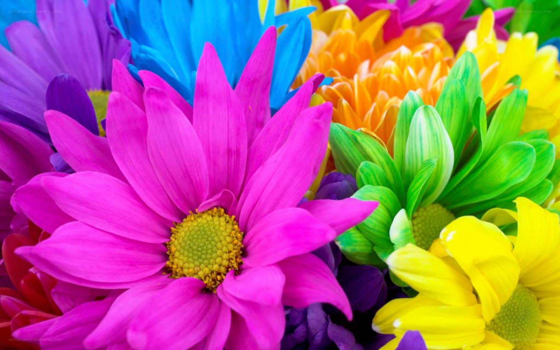 vibrant colorful flowers