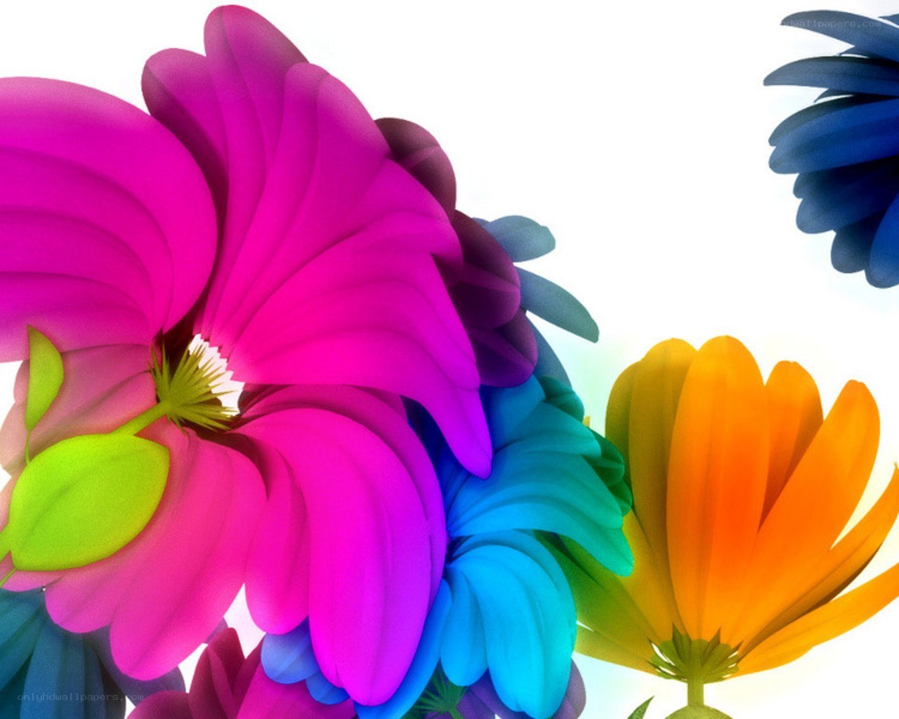 vibrant colorful flowers