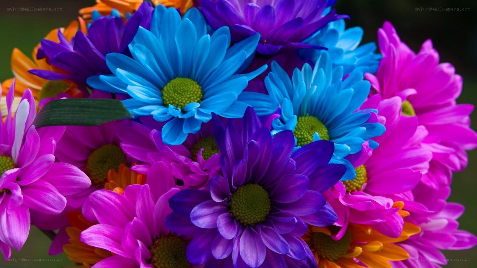 vibrant colorful flowers