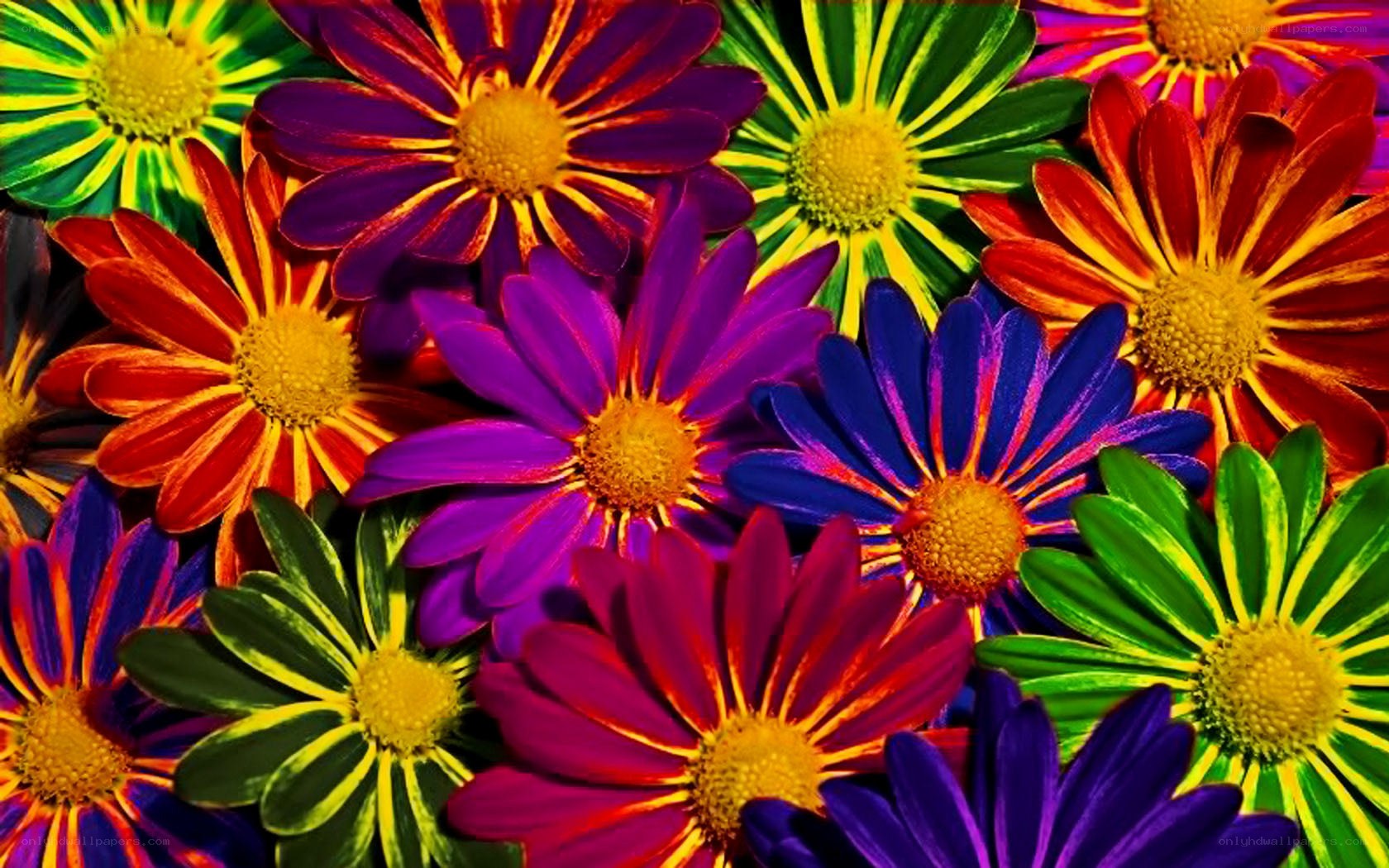 vibrant colorful flowers