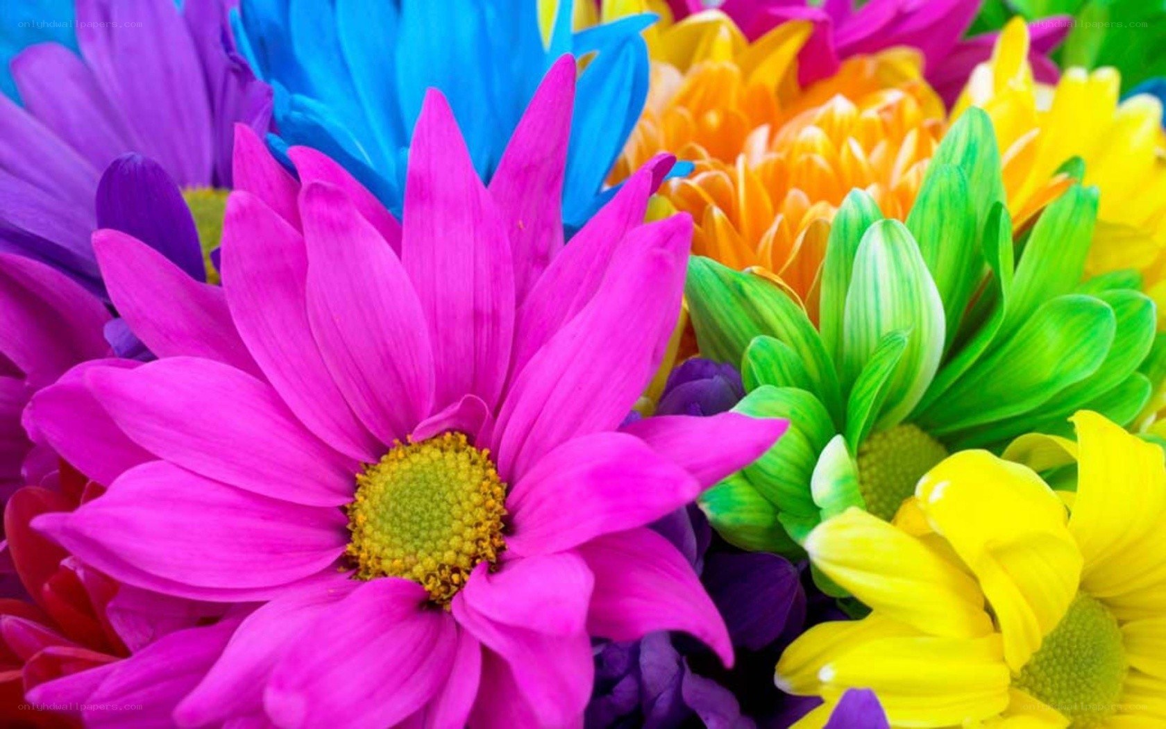 vibrant colorful flowers