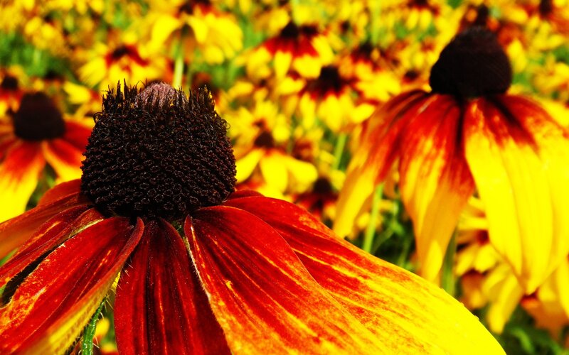 vibrant coneflower field