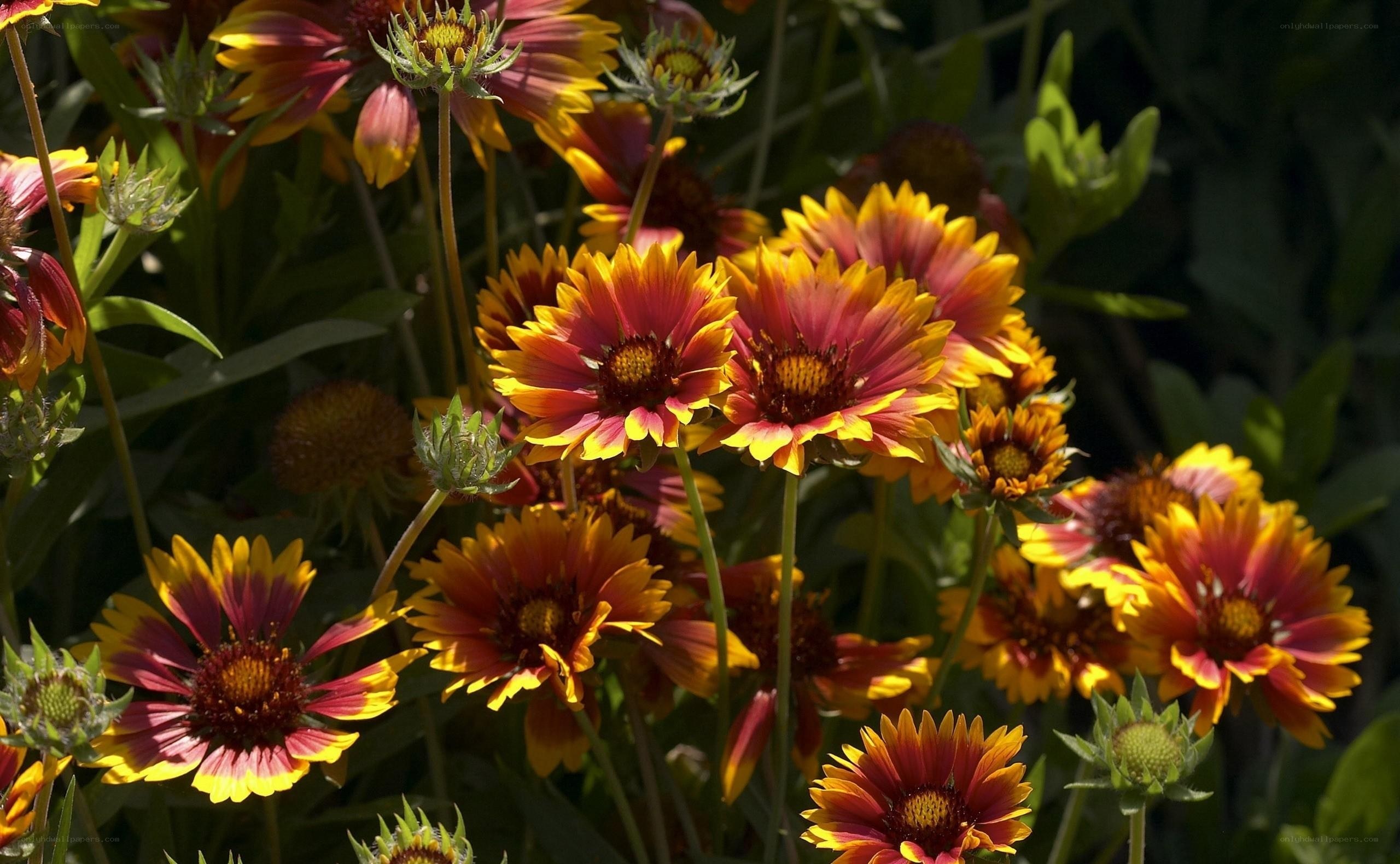 vibrant coneflowers in sunlight
