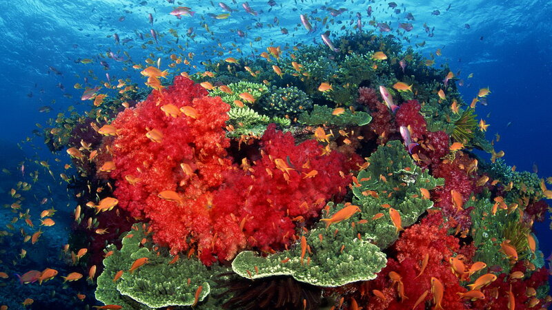 vibrant coral reef ecosystem