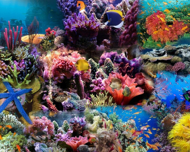 vibrant coral reef ecosystem