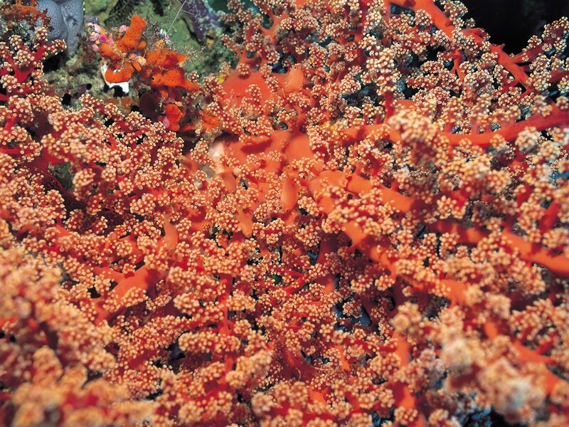 Vibrant coral reef scene