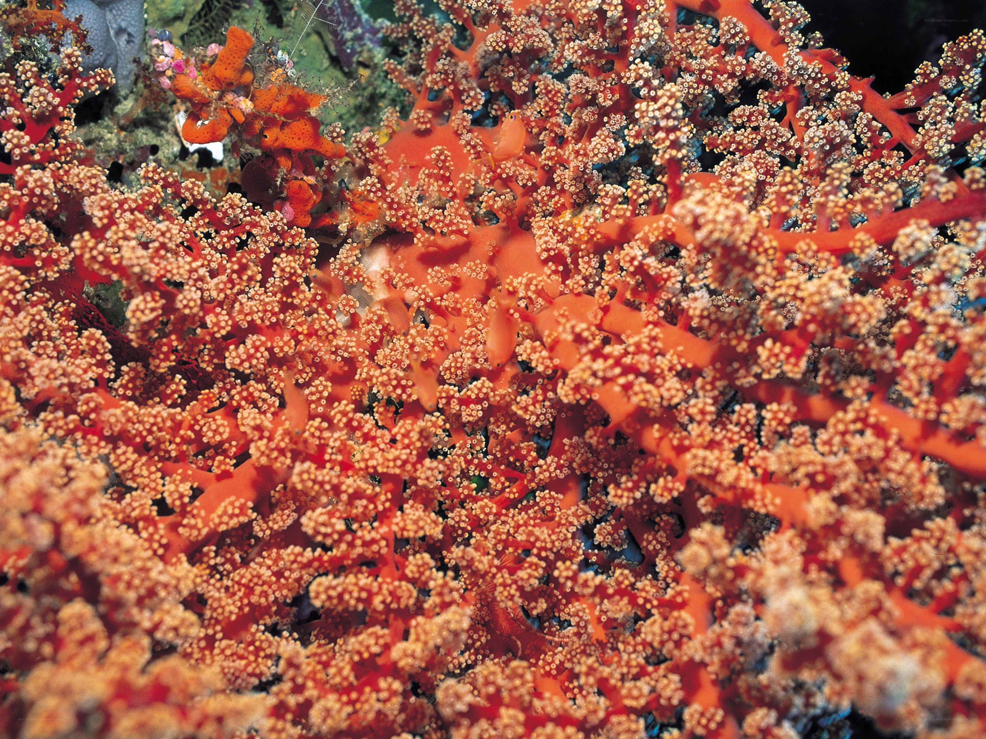 Vibrant coral reef scene