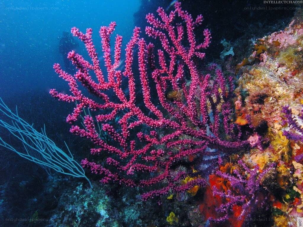 vibrant coral reef underwater