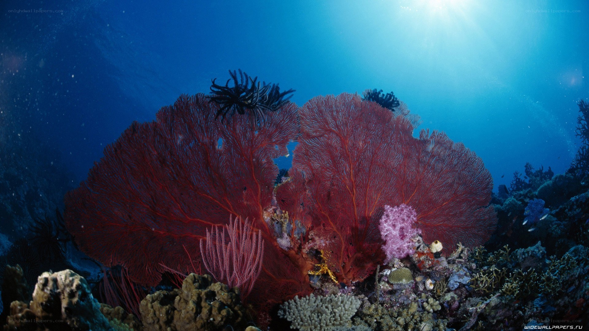 vibrant coral reef underwater