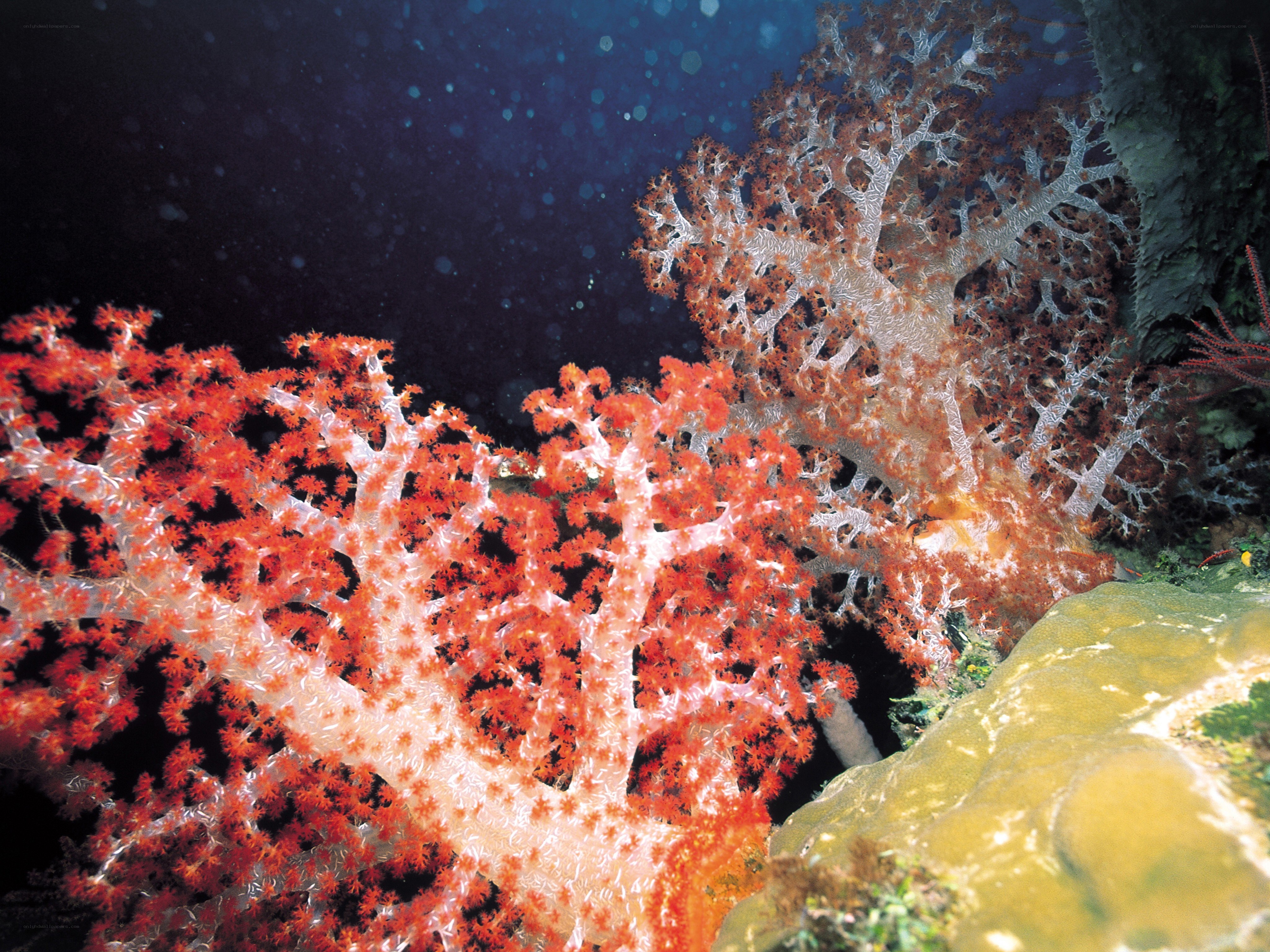 Vibrant coral reef underwater
