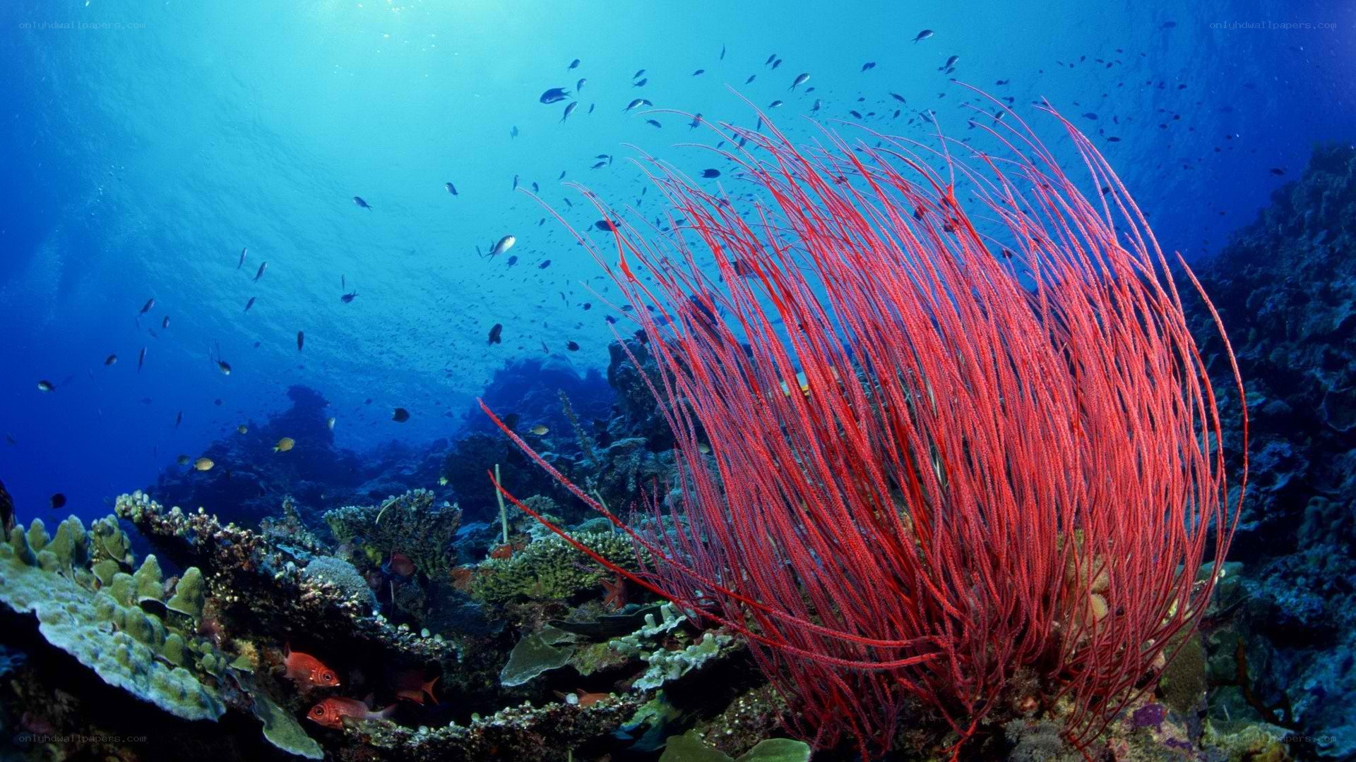 Vibrant coral reef underwater
