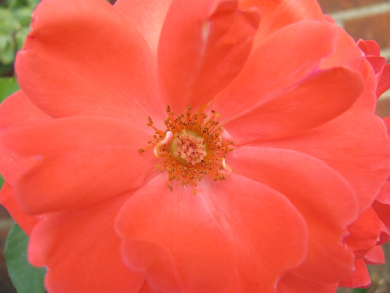 vibrant coral rose bloom