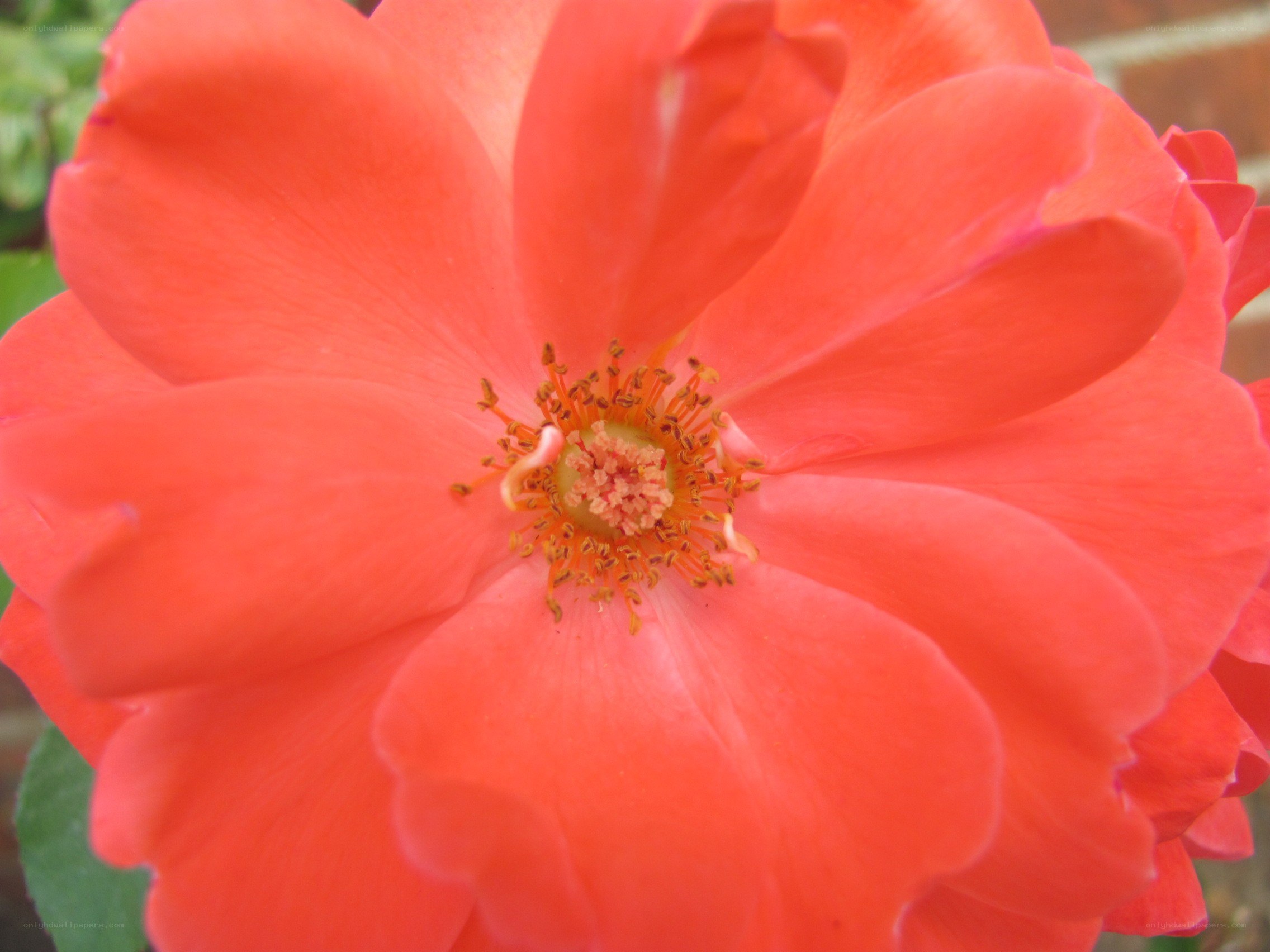 vibrant coral rose bloom