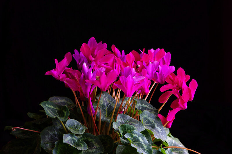 vibrant cyclamen flowers