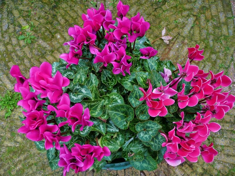 vibrant cyclamen flowers