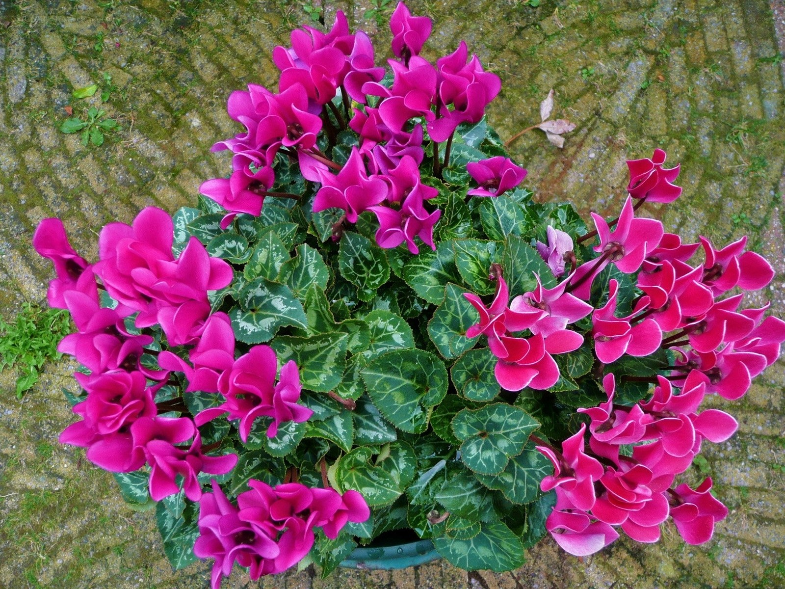 vibrant cyclamen flowers