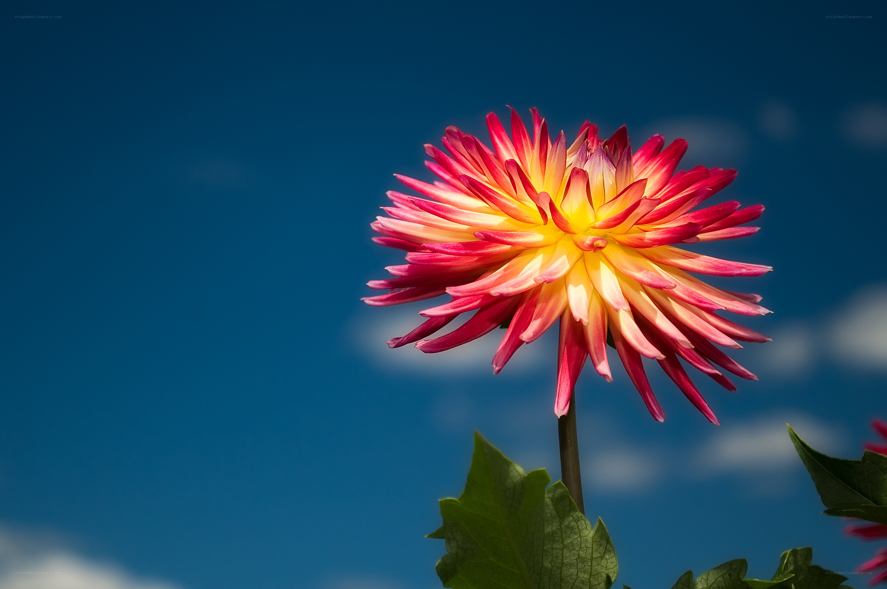 vibrant dahlia against blue sky