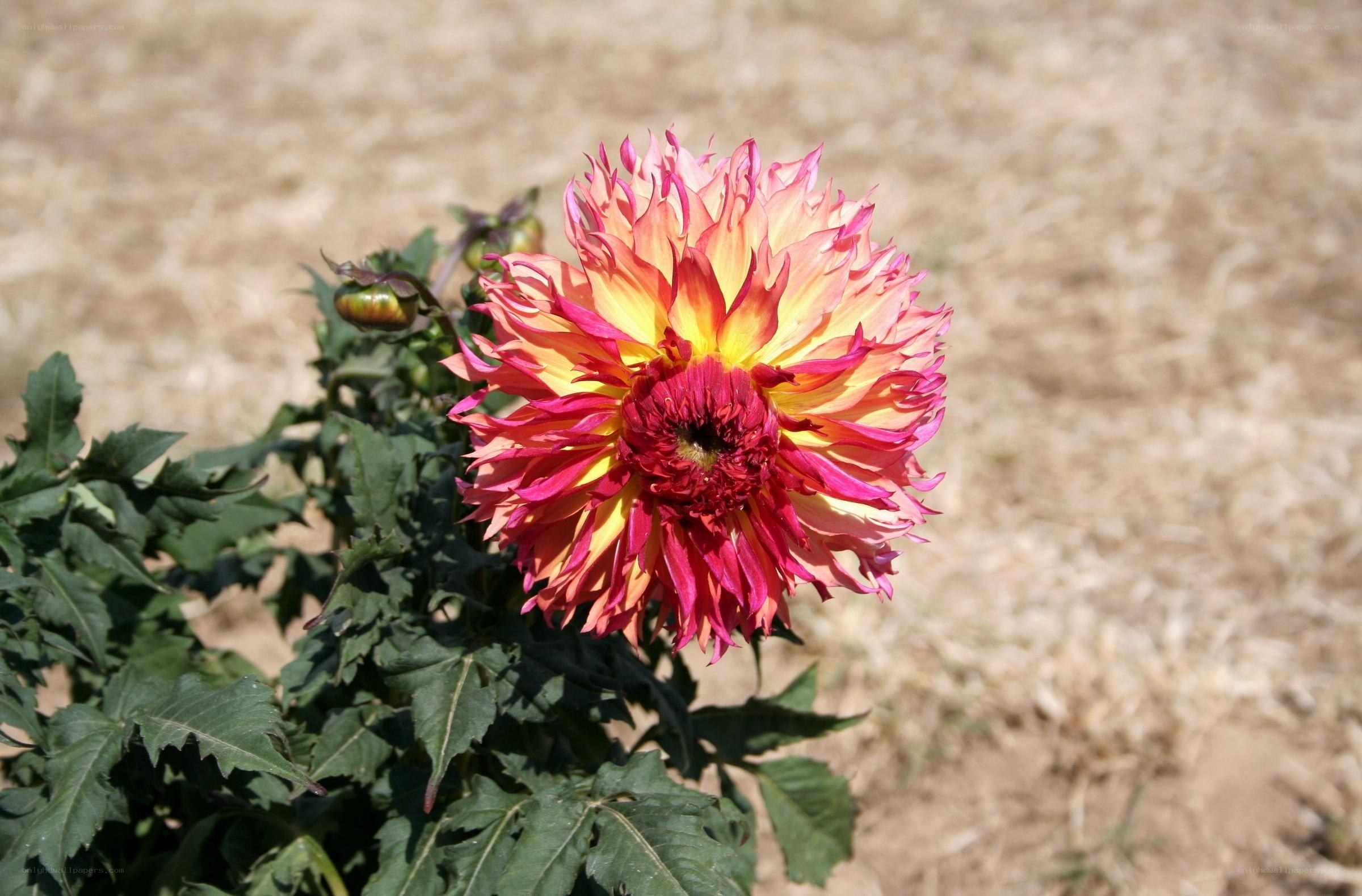 vibrant dahlia flower