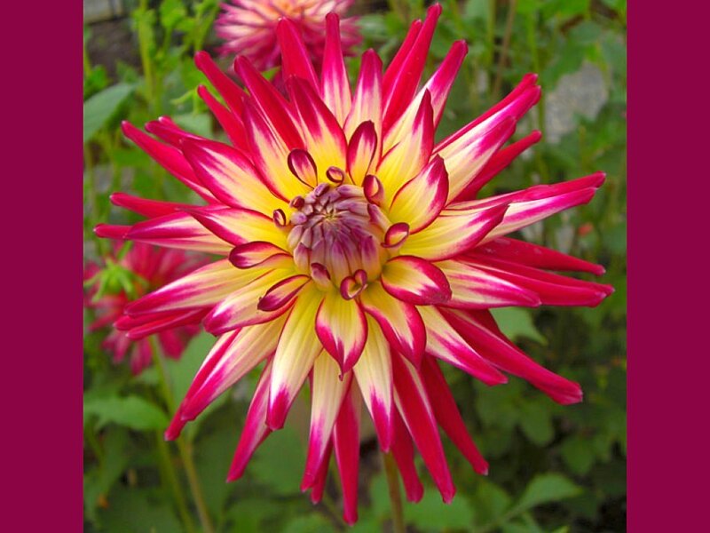 vibrant dahlia flower