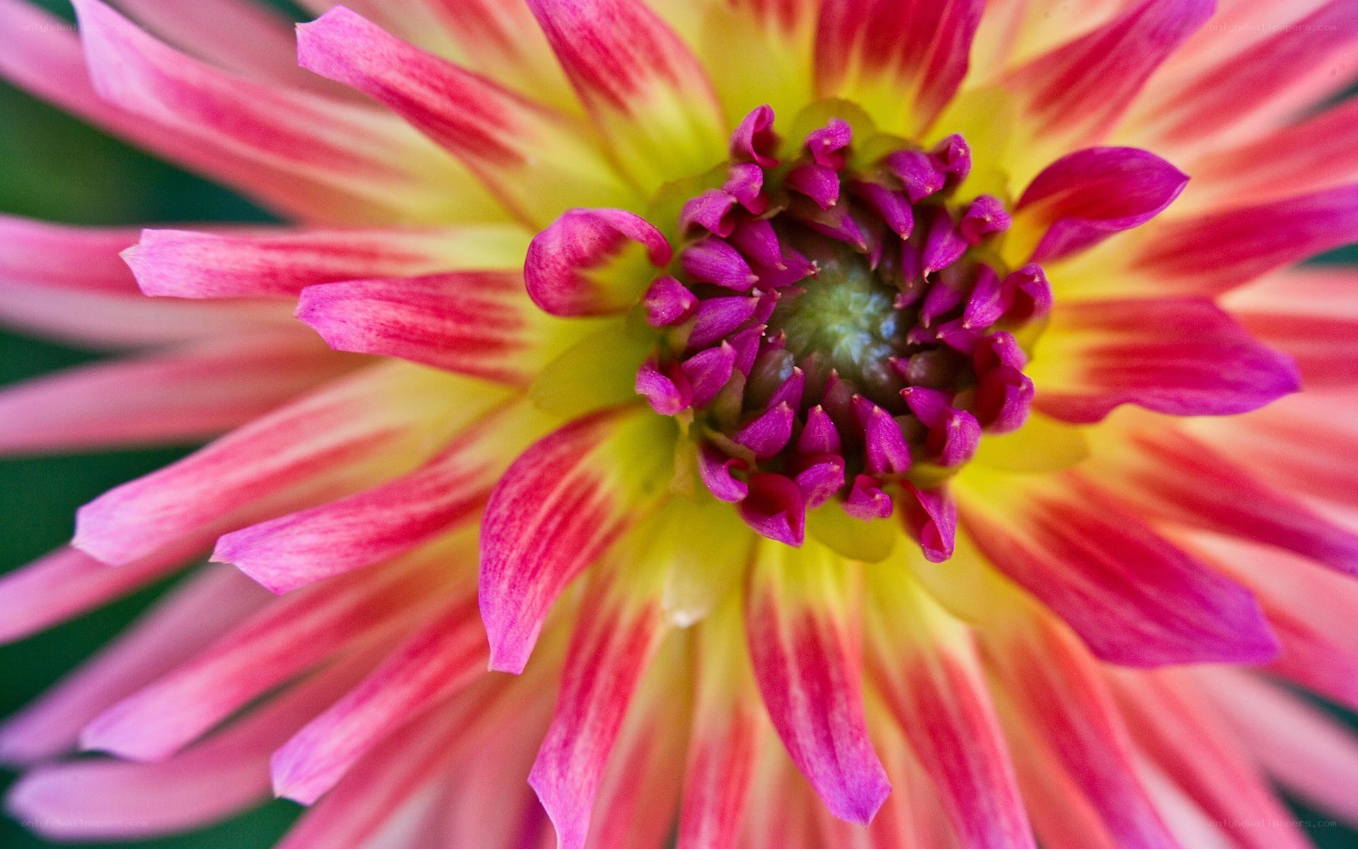 vibrant dahlia flower close-up