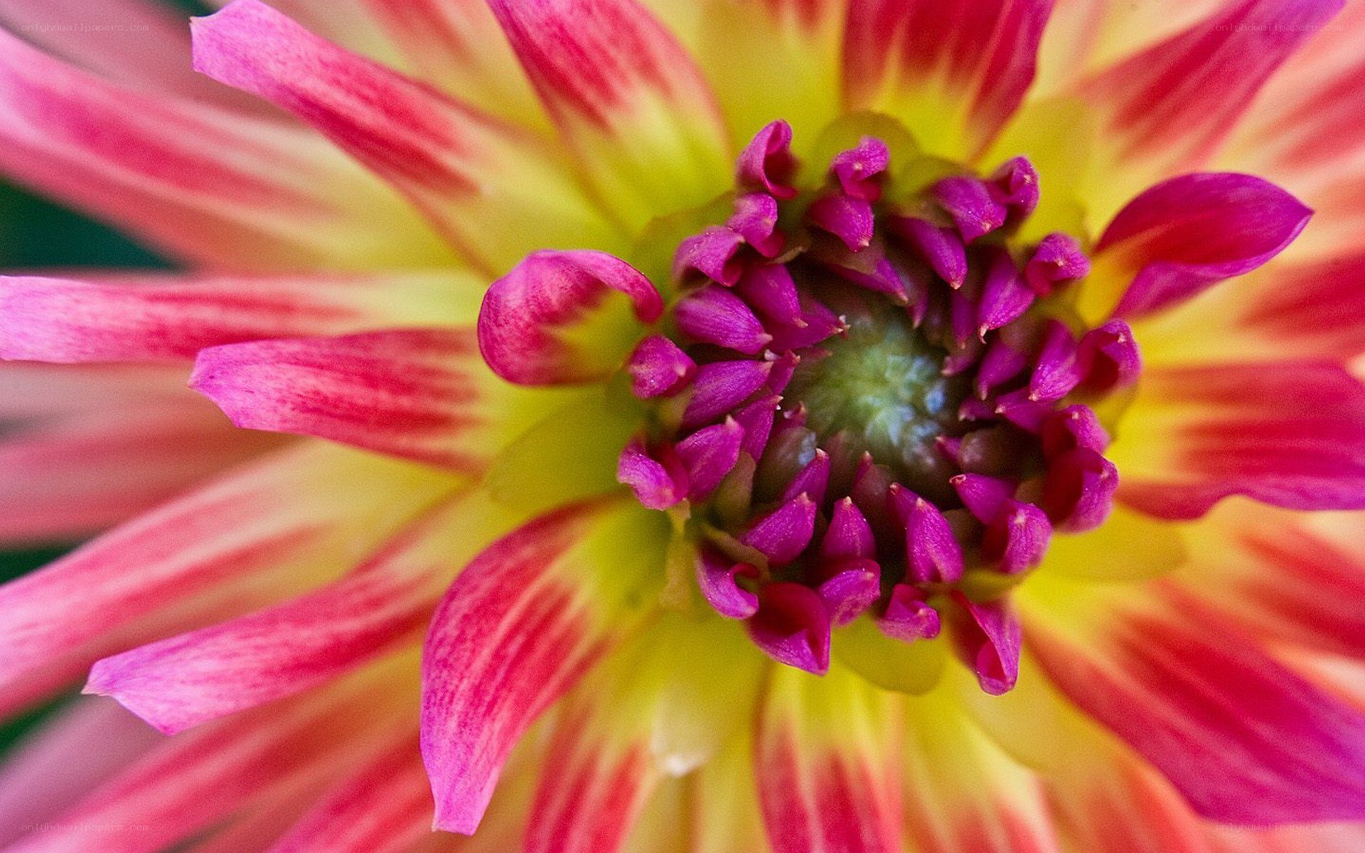 vibrant dahlia flower close-up