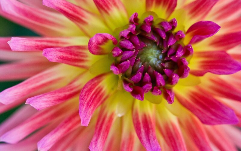 vibrant dahlia flower close-up