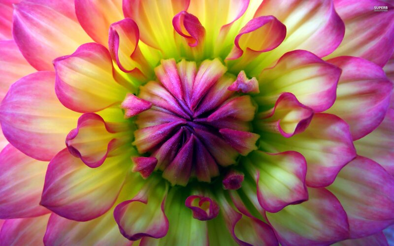 vibrant dahlia flower close-up