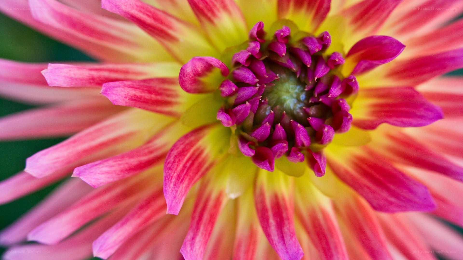 vibrant dahlia flower close-up