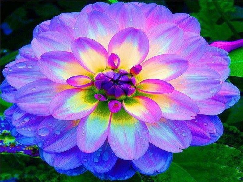 Vibrant Dahlia Flower — Purple, Colorful