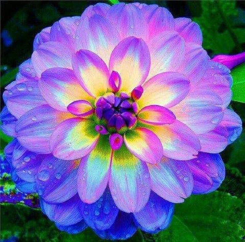 Vibrant Dahlia Flower — Purple