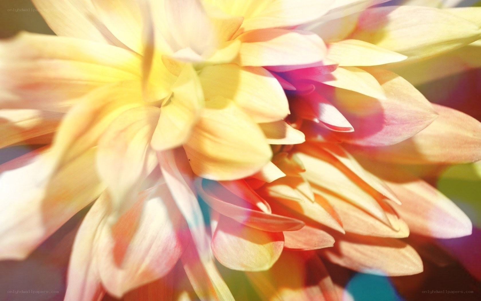 vibrant dahlia flower