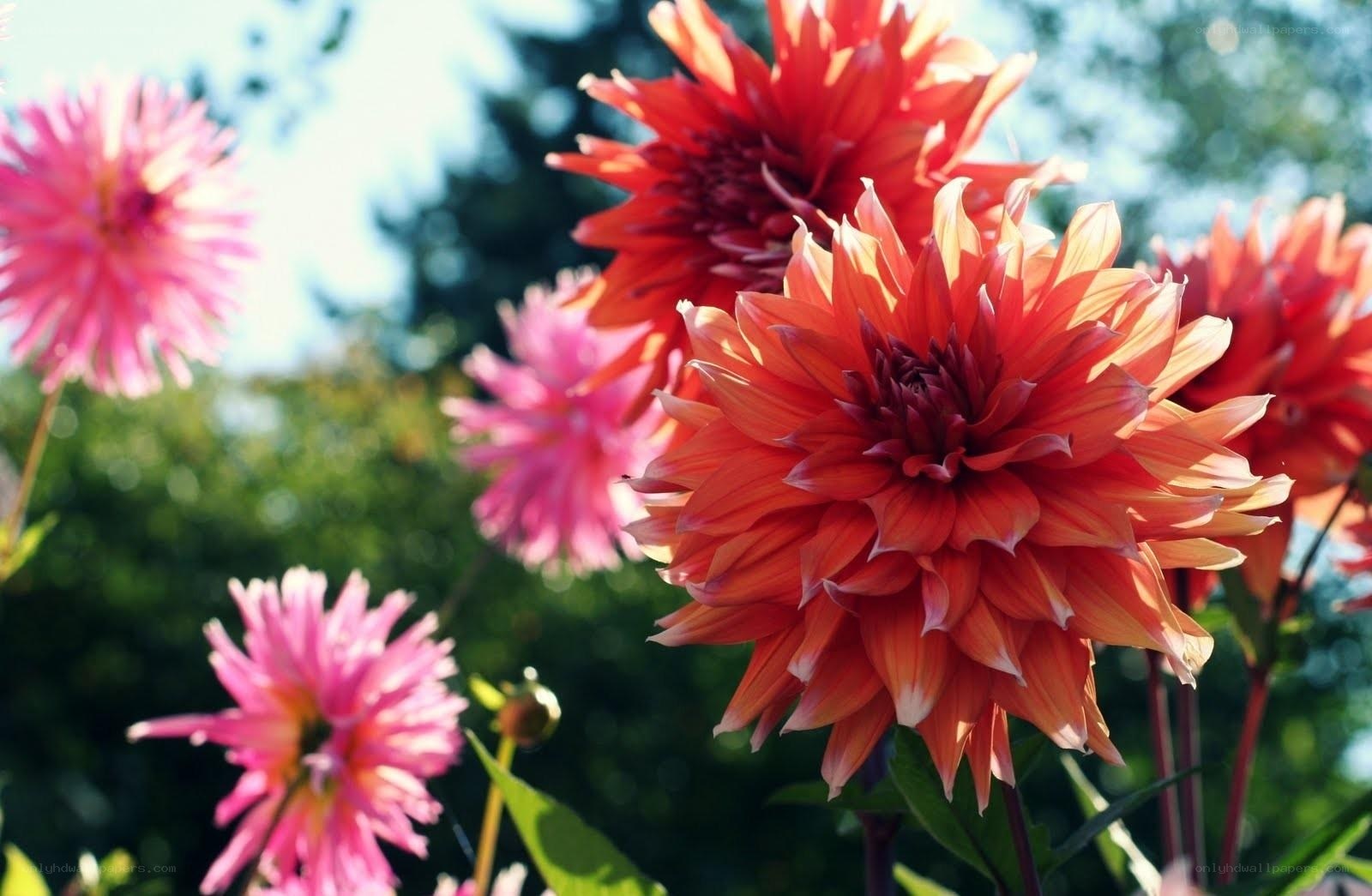 Vibrant dahlia flowers in garden