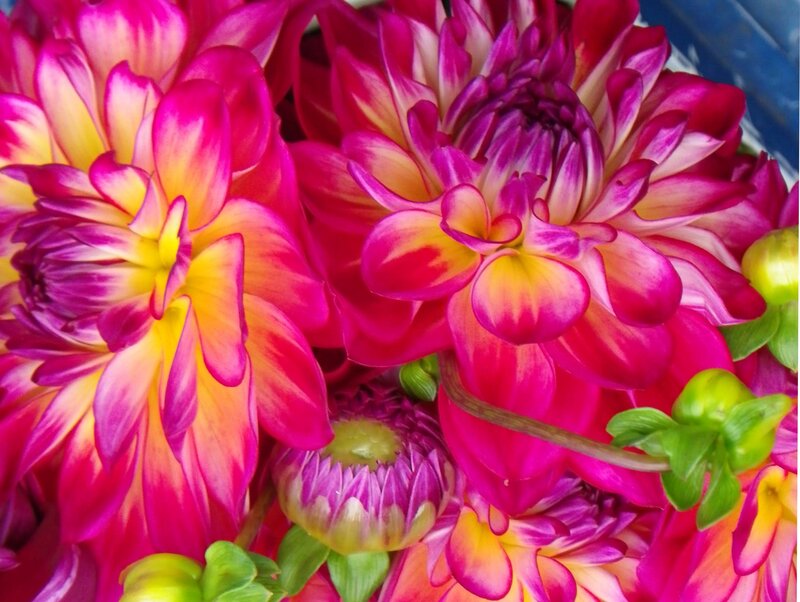 Vibrant Dahlia Flowers