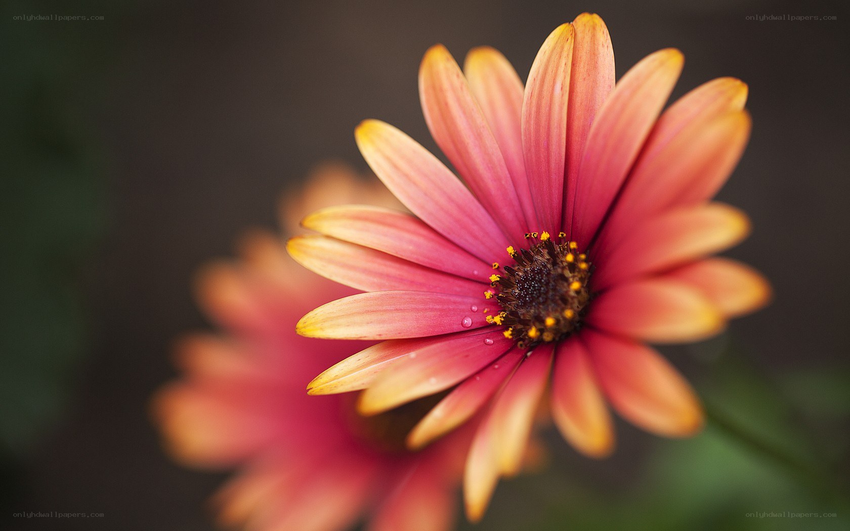 vibrant daisy flower close-up