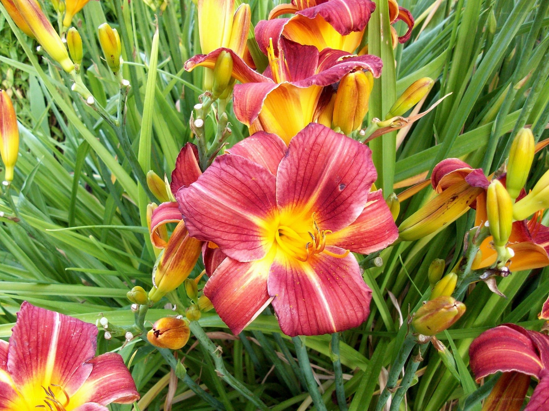 vibrant daylilies in bloom