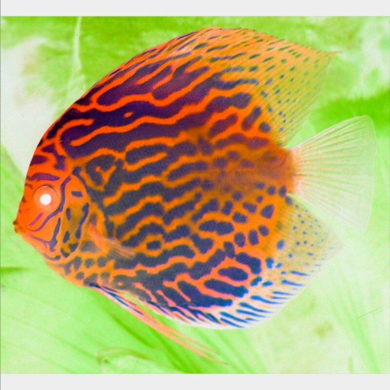 vibrant discus fish