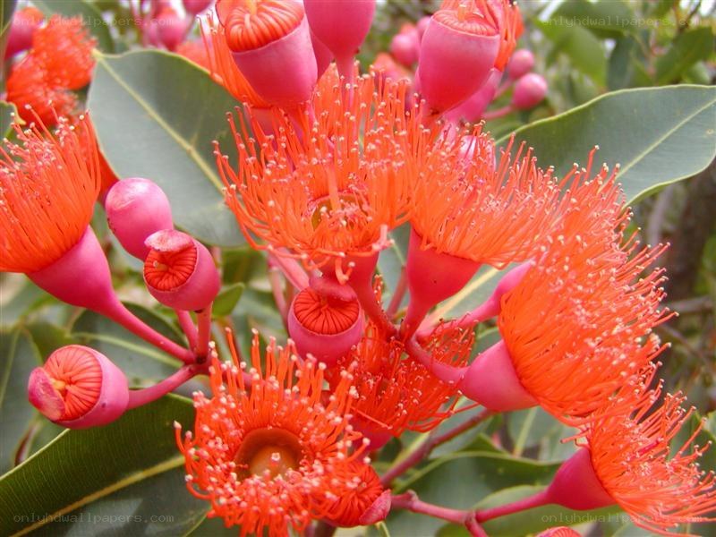 vibrant eucalyptus blossoms