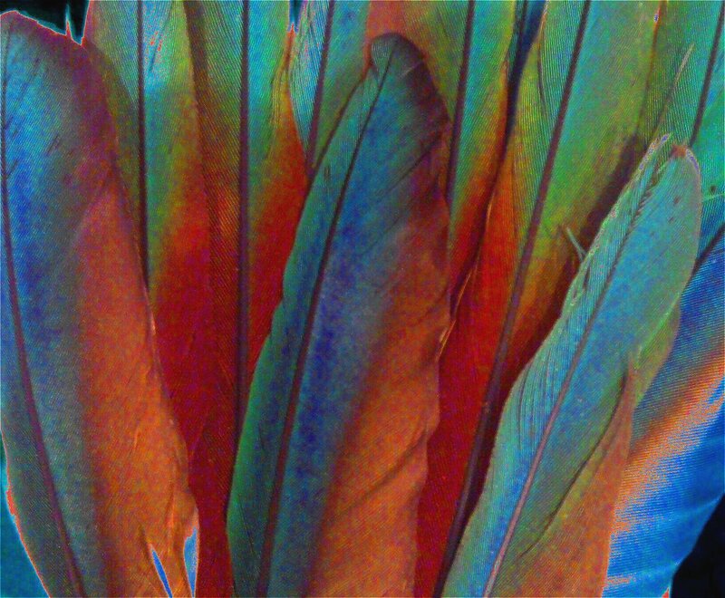 vibrant feather close-up