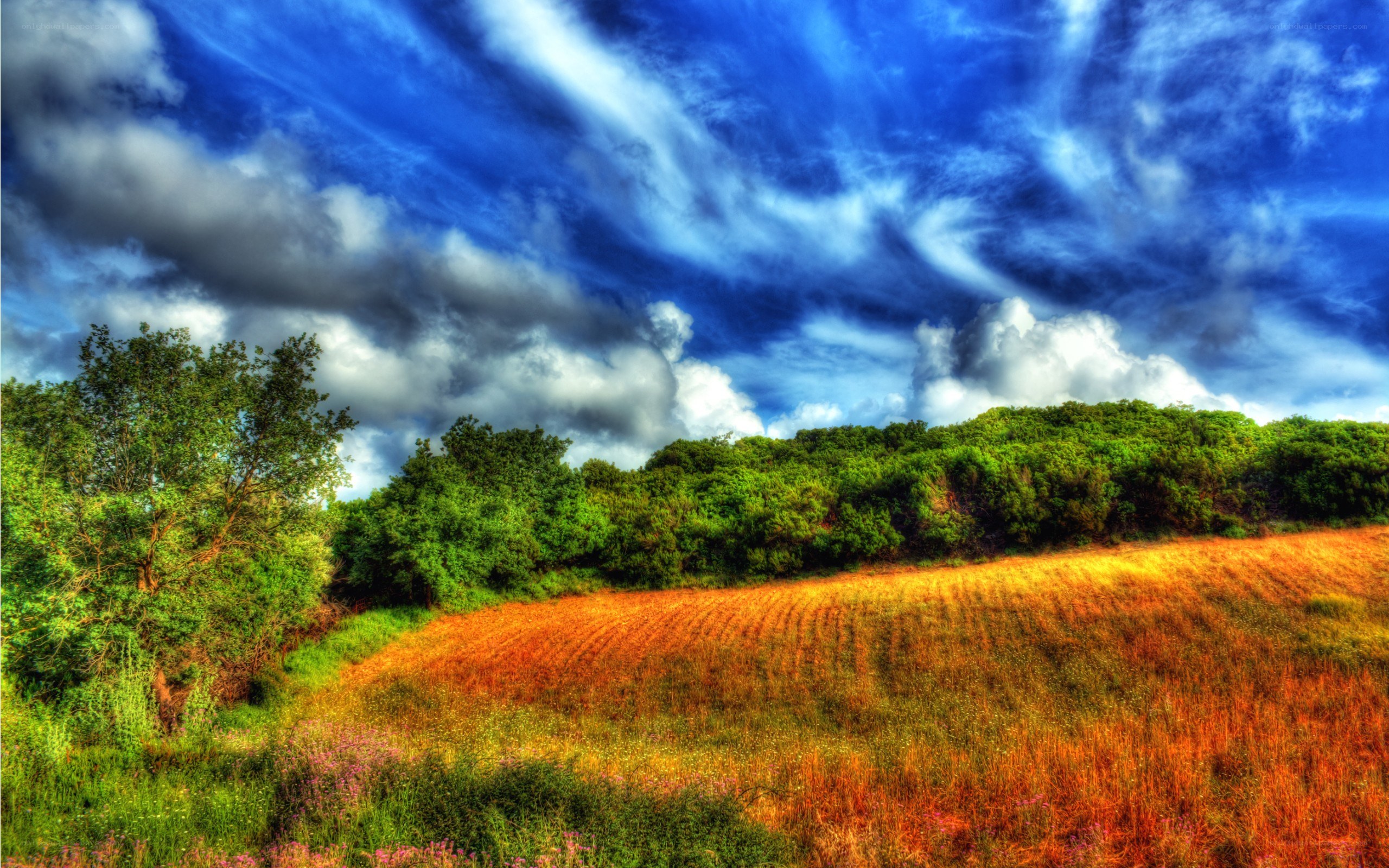 Vibrant field under dramatic sky