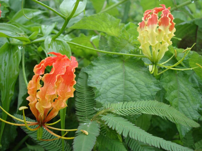 vibrant flame lilies in garden