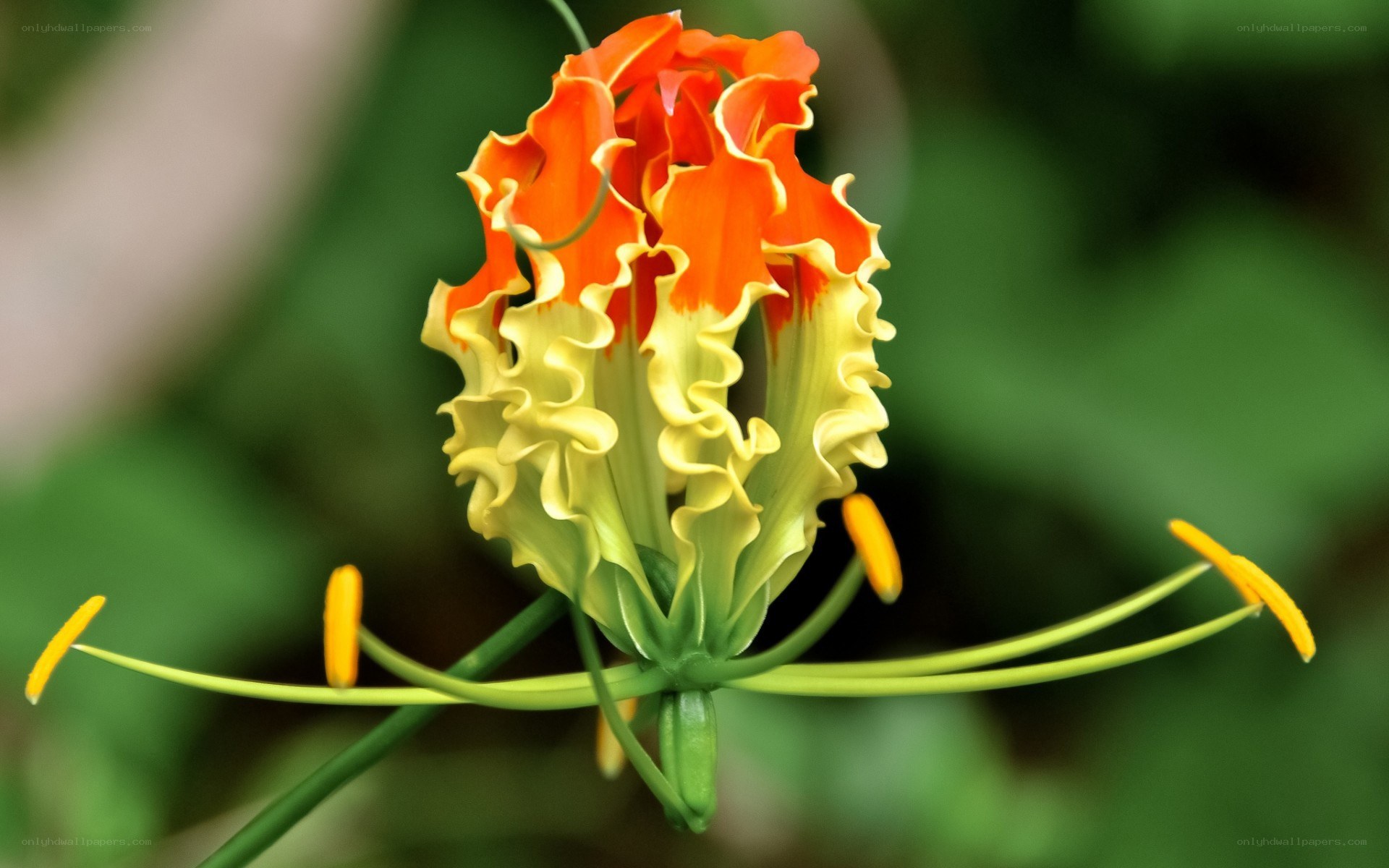 vibrant flame lily flower