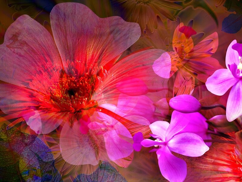 vibrant floral abstract composition