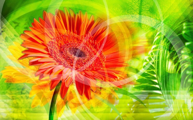 vibrant flower abstract background