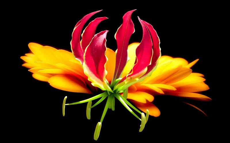 vibrant flower bloom